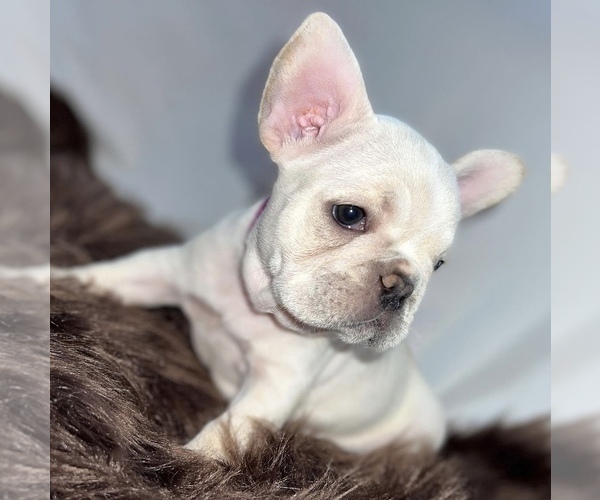 Medium Photo #5 French Bulldog Puppy For Sale in PISCATAWAY, NJ, USA