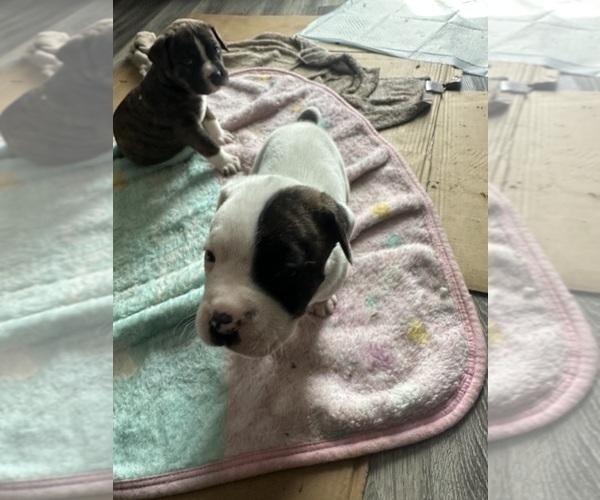 Medium Photo #1 America Bandogge Mastiff-Cane Corso Mix Puppy For Sale in WICHITA, KS, USA