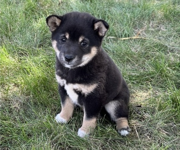 Medium Photo #1 Shiba Inu Puppy For Sale in KALONA, IA, USA