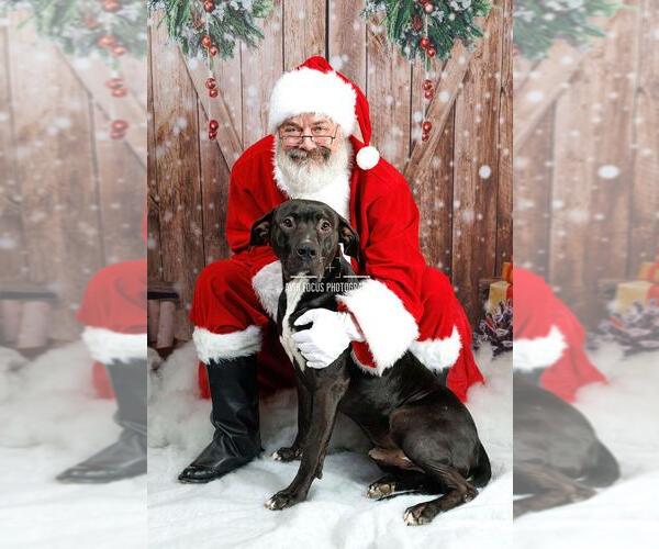 Medium Photo #3 Labrador Retriever-Unknown Mix Puppy For Sale in Rockwall, TX, USA