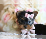 Small #16 Yorkshire Terrier