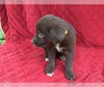 Small Photo #6 Borador Puppy For Sale in MARION, VA, USA