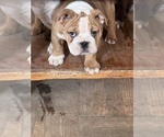 Small Photo #21 Bulldog Puppy For Sale in STEUBENVILLE, OH, USA