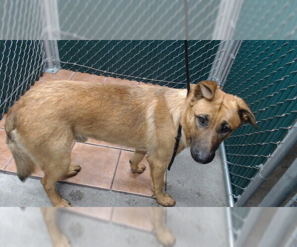 Medium Photo #1 German Shepherd Dog Puppy For Sale in Downey, CA, USA