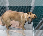 Small German Shepherd Dog