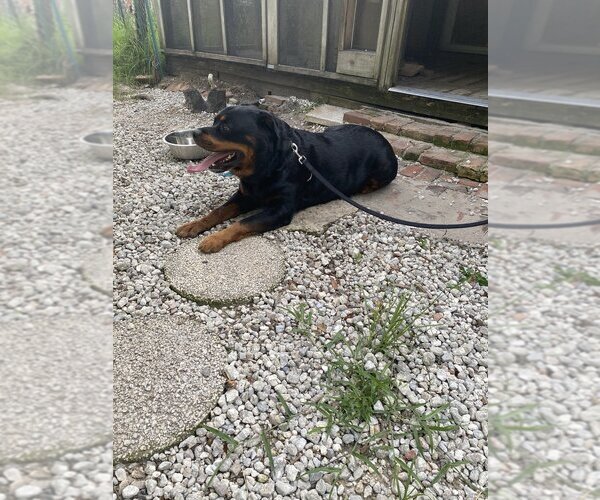 Medium Photo #2 Rottweiler Puppy For Sale in Zellwood, FL, USA