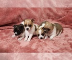 Image preview for Ad Listing. Nickname: Litter of 4