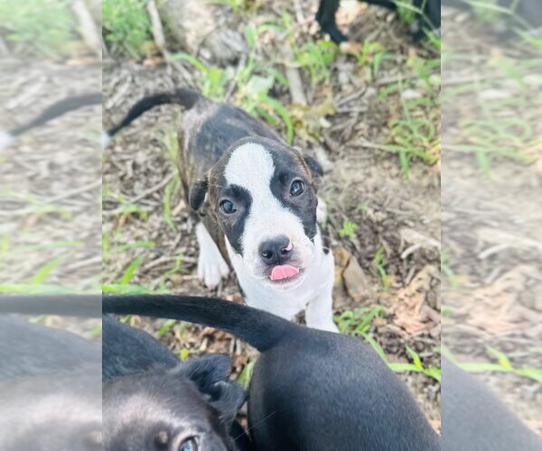 Medium Photo #6 Labrador Retriever-Unknown Mix Puppy For Sale in Claremore, OK, USA