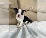 Small Photo #1 Boston Terrier Puppy For Sale in ROANOKE, VA, USA