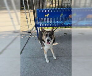 Siberian Husky-Unknown Mix Dogs for adoption in Stockton, CA, USA