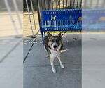 Small Siberian Husky Mix
