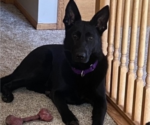 Father of the German Shepherd Dog puppies born on 05/27/2025