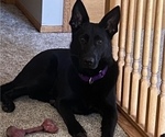 Small Photo #1 German Shepherd Dog Puppy For Sale in BUFFALO, MN, USA