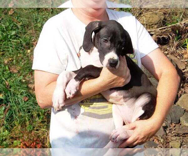 Medium Photo #36 Great Dane Puppy For Sale in SPRAGGS, PA, USA