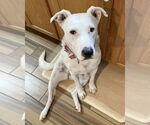 Small #4 American Pit Bull Terrier Mix