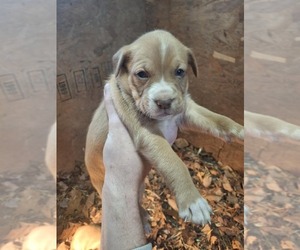 American Pit Bull Terrier-Chihuahua Mix Dogs for adoption in BASSETT, VA, USA