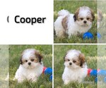 Small #13 Shih Tzu