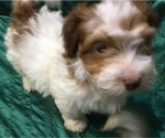 Small Photo #33 Havanese Puppy For Sale in FENTON, MO, USA