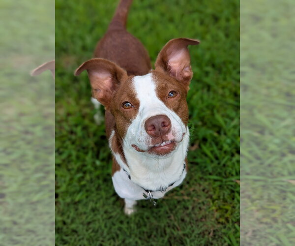 Medium Photo #1 Rat Terrier-Unknown Mix Puppy For Sale in Holly Springs, NC, USA