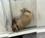 Small Photo #31 Golden Retriever Puppy For Sale in BIG CABIN, OK, USA