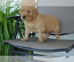 Small #5 Golden Retriever