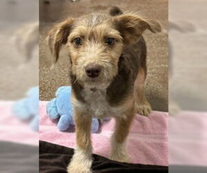 Mutt Dogs for adoption in Salinas, CA, USA