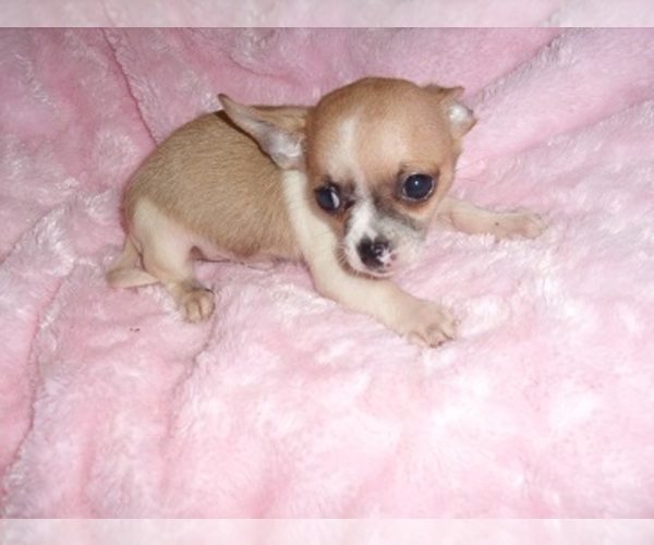 Medium Photo #3 Chihuahua Puppy For Sale in JACKSON, MS, USA