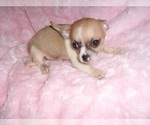 Small #2 Chihuahua