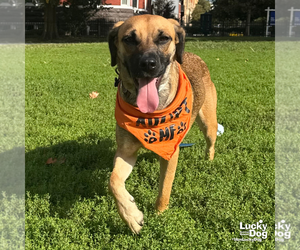 Mystique - Female Black Mouth Cur-Labrador Retriever Mix Dog for Adoption - Photo #4
