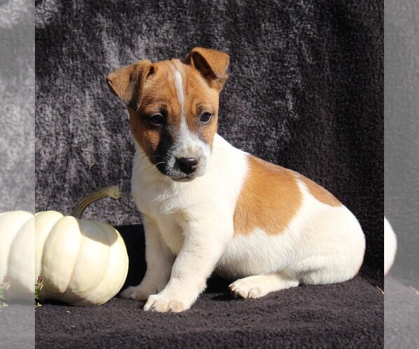 Medium Photo #6 Jack Russell Terrier Puppy For Sale in LEBANON, PA, USA