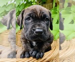 Puppy Binder Cane Corso