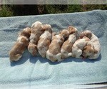 Small Photo #7 Brittany Puppy For Sale in CULPEPER, VA, USA