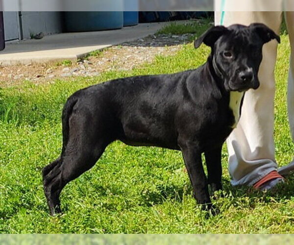 Medium Photo #6 American Pit Bull Terrier-Unknown Mix Puppy For Sale in Wetumpka, AL, USA
