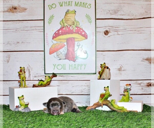 Medium Photo #3 Chihuahua Puppy For Sale in CHARLESTON, AR, USA