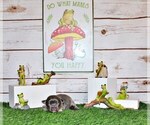 Small Photo #16 Chihuahua Puppy For Sale in CHARLESTON, AR, USA