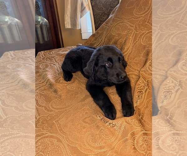 Medium Photo #20 Flat Coated Retriever Puppy For Sale in ROSE HILL, KS, USA