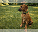 Small #1 Rhodesian Ridgeback