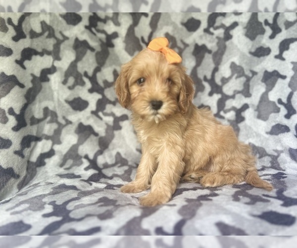 Medium Photo #3 Cavapoo Puppy For Sale in LAKELAND, FL, USA