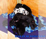 Small Photo #3 Great Dane Puppy For Sale in YELLVILLE, AR, USA