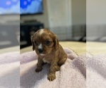 Small #11 Cavalier King Charles Spaniel