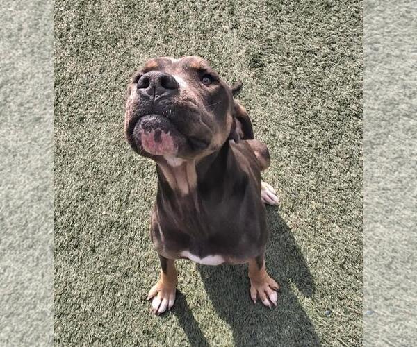 Medium Photo #7 American Bulldog-Unknown Mix Puppy For Sale in Rockwall, TX, USA