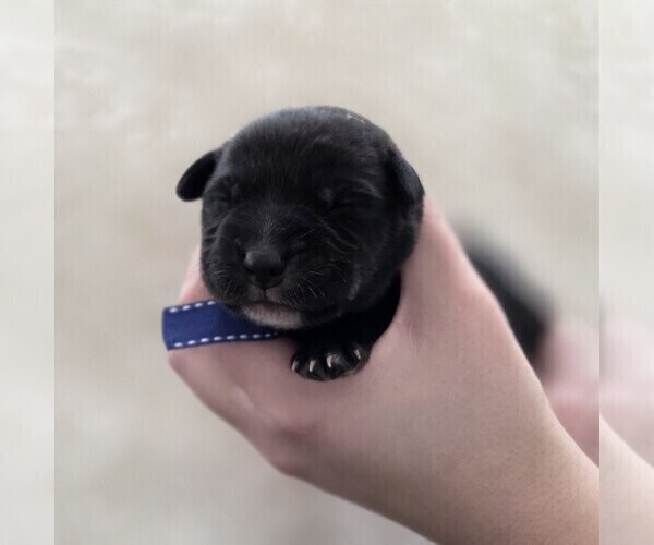 Medium Photo #1 Borador Puppy For Sale in FORTUNA, CA, USA