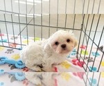 Small #13 Shih Tzu