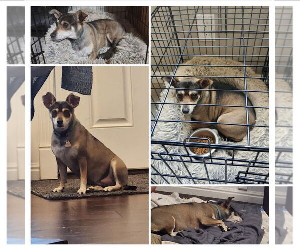 Medium Photo #2 Chihuahua-Unknown Mix Puppy For Sale in Salt Lake City, UT, USA