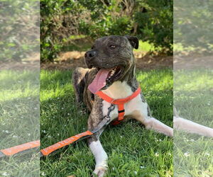 Hector *FOSTER NEEDED TOO! - Male Mastiff-Staffordshire Bull Terrier Mix Dog for Adoption - Photo #8