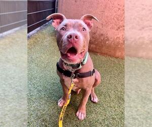 Medium American Pit Bull Terrier