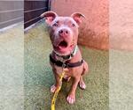 Small American Pit Bull Terrier