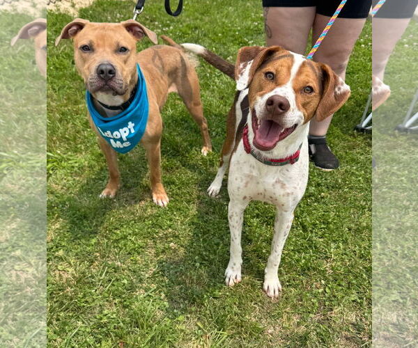 Medium Photo #15 Beagle-Unknown Mix Puppy For Sale in Germantown, OH, USA