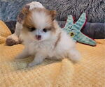 Small Photo #31 Pomeranian Puppy For Sale in MENIFEE, CA, USA