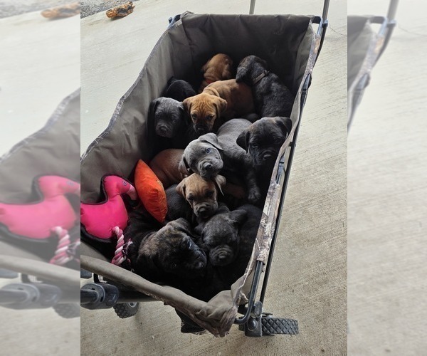 Medium Photo #4 Cane Corso Puppy For Sale in BLANCA, CO, USA